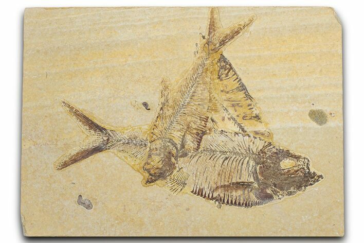 Plate of Two Fossil Fish (Diplomystus) - Wyoming #354052